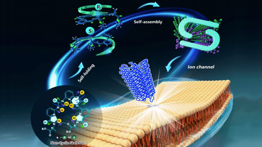 我院吴泽辉副教授团队在《Angew Chem Int Ed》提出构建小分子氯离子通道的新策略